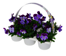 Penséer 'Cornuta' Ø9 cm 6-pack